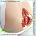 SELL 12462 Life Size Anatomy and Biology Education Female Perineum Model